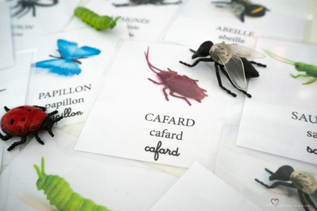 cartes nomenclatures insectes cartes nomenclatures insectes