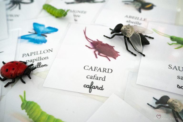 cartes nomenclatures insectes