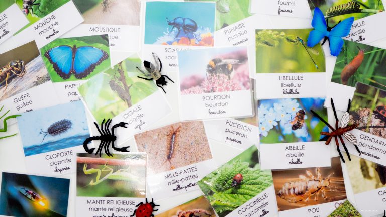 cartes nomenclature insectes