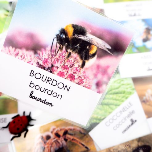 cartes nomenclature insectes